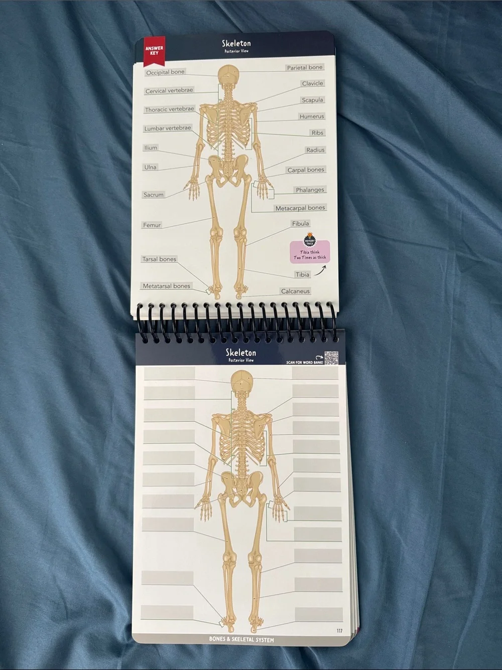 Anatomy - Pharmacology